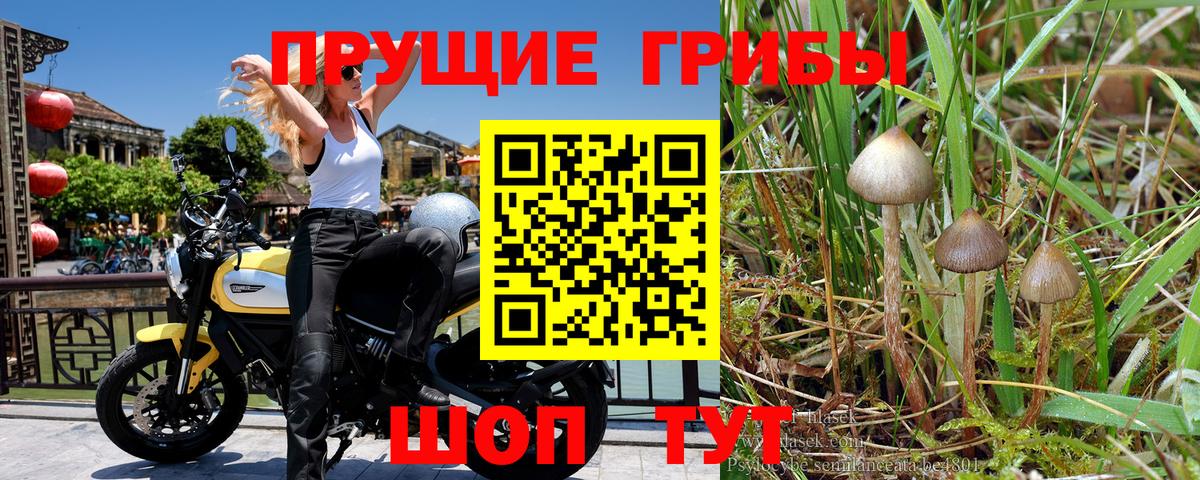 Галлюциногенные грибы Psilocybine cubensis Новомосковск